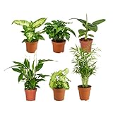 Bloomique – Grüne Zimmerpflanzen Mischung – 6er-Set – Mit Bananenpflanze, Kaffeepflanze,...