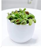 BALDUR Garten Fleischfressende Pflanze Venusfliegenfalle, 1 Pflanze, Dionaea Zimmerpflanze,...