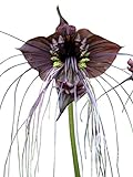 Schwarze Fledermausblume'Black-Bat-Flower' - Tacca chantrieri *1000 Samen* Teufelsblume