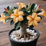 Wüstenrose/Adenium obesum Wurzel-Mehrjährig winterhart,Herbstpflanzung für Frühlingsschönheit-1...
