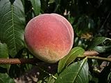 Pfirsich Fruteria -R-, Pfirsichbaum, kräuselkrankheitsresitent, 5 Liter Topf, 1j Vg, 80-100 cm