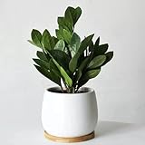 250 pcs glücksfeder kaufen samen - Zamioculcas zamiifolia - pflanztöpfe, indoor plants for living...