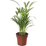 Gardener's Dream Areca Palme (Goldfruchtpalme) - XXL Zimmerpflanze, Tropisch, Immergrüne...