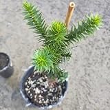 araucaria grünpflanzen, gartendeko für draußen minigarten, bio winterharte kübelpflanzen 30samen