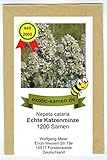 Echte Katzenminze (Citralfrei - nur das mögen Katzen) - Nepeta cataria - Zier-/Arzneipflanze -...