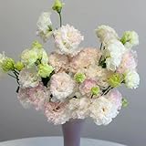 lisianthussamen - balkon stauden winterhart mehrjährig 100pcs