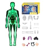 Anatomisches 3D-Modell des menschlichen Körpers – pädagogischer Bausatz für die Erforschung der...