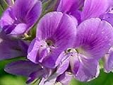 100+ Alfalfa Purple Medicago Sativa/Ground Cover Perennial Flower Seeds:Seeds