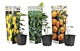 Plant in a Box - Citrus pflanzen Mix - 3er Set - Zitronenbaum, Orangenbaum, Limettenbaum - Topf 9cm...