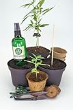 Cannabis Anbau Starter-Kit für drei Pflanzen