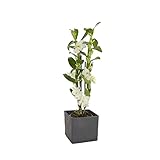 Dominik Blumen und Pflanzen, Asiatische Traubenorchidee, Dendrobium nobile, Orchidee, 40-50 cm hoch,...
