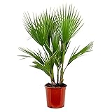 Bloomique - Washingtonia Robusta - Mexikanische Fächerpalme - Palme - Winterharte Balkonpflanzen -...