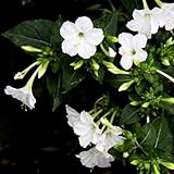 40 pcs Wunderblume Samen, wildblumensamen mehrjährig Mirabilis jalapa Pflanze, gartenblumen...