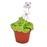 Exotenherz - Fettkraut - Pinguicula - Überraschungssorte - 9cm Topf