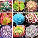 100 Sukkulenten Blumensamen;Seeds Only