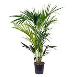 Howea Forsteriana - Kentia Palme Zimmerpflanze - Palme im Topf - Luftreinigend - Pflanzen Palme -...