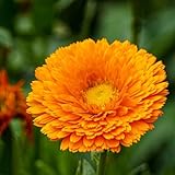 500 pcs calendula samen（ringelblumen） bonsai samen bonsai topf bienenwiese saatgut mehrjährig...