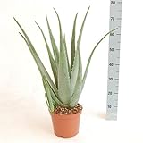 XXL Aloe Vera Pflanze 5 Jahre alt 60-70 cm - echter Aloe Vera - Zimmerpflanze