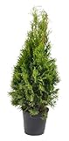 Thuja occidentalis Smaragd 80-100 cm – Immergrüner Lebensbaum, Dichter Wuchs, Pflegeleicht &...