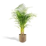 Areca Palme Areca Palme mit Topf - 110cm - Ø21cm