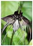 Tropica - Schwarze Fledermausblume (Tacca chantrieri 'Pure Black') - 10 Samen