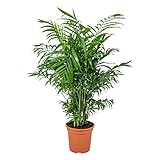 Bloomique - Chamaedorea Elegans - Bergpalme - Zimmerpflanzen - Pflegeleicht - Haustierfreundlich -...