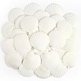 Jangostor 20 Stück Muscheln Natürliche Muschel, 6CM-8CM Weiße Muschel Jakobs Muschel kleine...