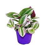 Exotenherz - Dreimasterblume - Tradescantia 'Nanouk' - pflegeleichte hängende Zimmerpflanze - 9cm...