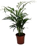 Goldfruchtpalme, Areca Palme, (Areca Chrysalidocarpus) Zimmerpalme, Zimmerpflanze, (ca. 60cm hoch,...