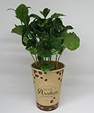 florari Coffea arabica/Kaffeepflanze