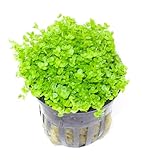 WASSERPFLANZEN WOLFF - Sehr schöner voller Topf Kuba Zwerg-Perlenkraut/Hemianthus callitrichoides...