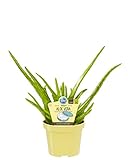 Bio Aloe Vera Sweet, (Aloe vera barbadensis Miller), Kräuter Pflanzen aus nachhaltigem Anbau (1...