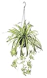 Flair Flower Grünlilie mit Hängeampel Kunstpflanze Chlorophytum Grünpflanze Zimmerpflanze...