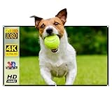 Projektorleinwand – Polyestergewebe 16:9, herunterziehbarer Projektor, lichtabsorbierende...