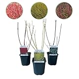 Sträucher - Cornus alba Tricolour - Kombination aus Roten, Grünen und Lila Zweigen - 3 Pflanzen -...