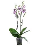 Dehner Schmetterlingsorchidee Signature Speechless Elegance, Phalaenopsis cultivars, zweitriebig,...