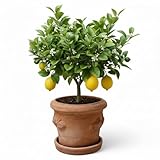 Pflanzgefäß Blumentopf Italienisches Terracotta Conca LIMONI mit Teller/Untersetzer für den...