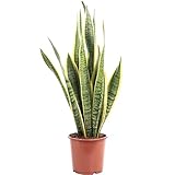 Bogenhanf - pflegeleichte Zimmerpflanze, Sansevieria trifasciata Laurentii - Höhe ca. 45 cm,...
