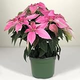 100 Stück rosa Weihnachtsstern-Blumensamen