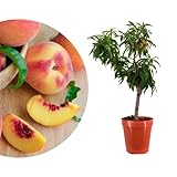 Meine Orangerie - Zwergobst Stämmchen Pfirsich - Zwergpfirsich - Höhe inkl. Topf ca. 80-90cm -...
