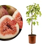Meine Orangerie - Winterharter Feigenbaum - Echte Feige - Ficus Carica - Bornholmfeige - winterharte...