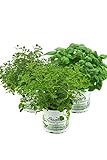 Kräuterset Italienische Kräuter in 12cm Töpfen,Basilikum,Thymian,Oregano