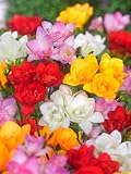 10 Freesien Blumenzwiebeln Freesia Double Mixed Sommerblumen Duft Blüten Blumen