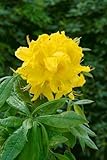 Rhododendron luteum 'Goldstück' 30-40 cm - Gelber Rhododendron, leuchtend gelbe Blüten, Blütezeit...