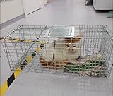 Humane Nagetierkäfigfalle, Katzenwaschbärfalle, Faltbarer Humaner Lebendfallenkäfig Für Drinnen...