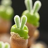 Seeds 50 seeds/succulent package seed seeds rabbit figure semi -Obconical monitoring rabbit 1