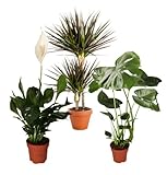 Pflanze Plus Pflanzen-Set | 3er-Set Luftreiniger | Monstera, Spathiphyllum, Drachenbaum | Ø 40–70...