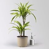 Duftender Drachenbaum 'Lemon Lime', Topf-Ø 17 cm, 2er Tuff, Höhe ca. 65 cm