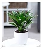 BALDUR Garten Dracena Compacta, 1 Pflanze, Luftreinigende Zimmerpflanze, unterstützt das Raumklima,...
