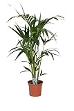 Kentia Palme (Howea forsteriana) 100-120 cm - Robuste Zimmerpflanze für Innenräume -...